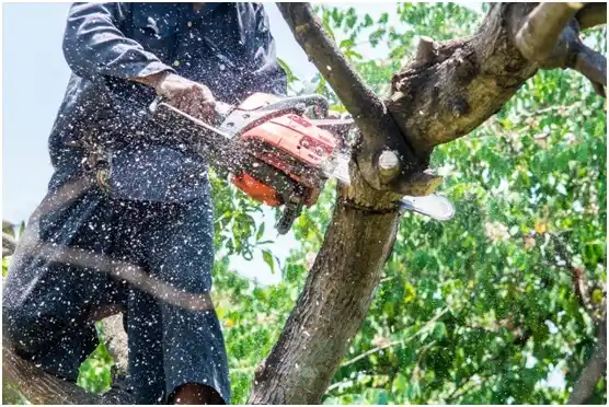 tree services Woodsboro